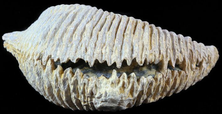 Cretaceous Fossil Oyster (Rastellum) - Madagascar #49876